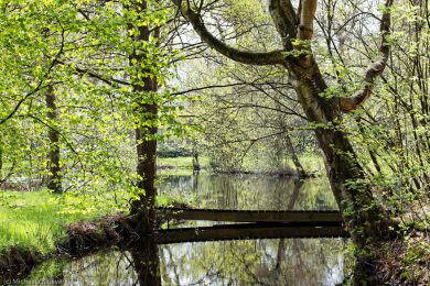 Fotografie Magisches Licht im Teufelsmoor