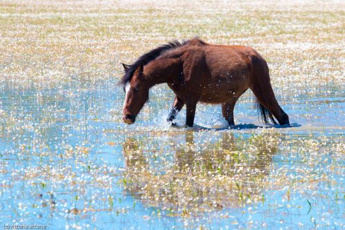 Im Wasser, (c) Vittoria Attene