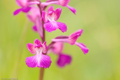 wildorchideen-auf-sardinien-10