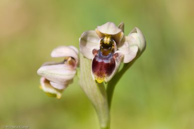 wildorchideen-auf-sardinien-11