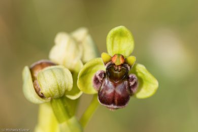wildorchideen-auf-sardinien-12