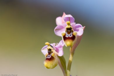wildorchideen-auf-sardinien-13