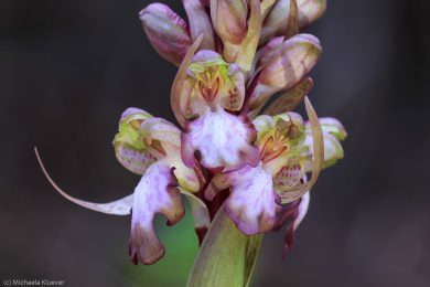 wildorchideen-auf-sardinien-14