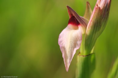 wildorchideen-auf-sardinien-15