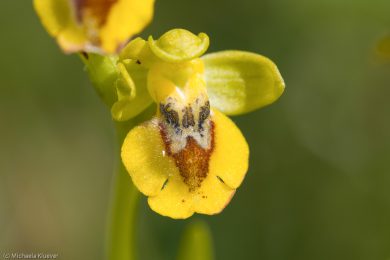 wildorchideen-auf-sardinien-16