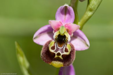 wildorchideen-auf-sardinien-17