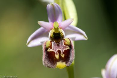 wildorchideen-auf-sardinien-18