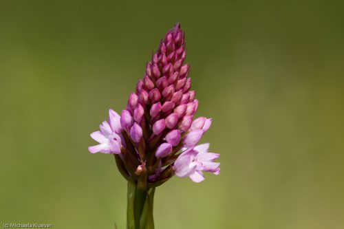 Pyramidenorchis