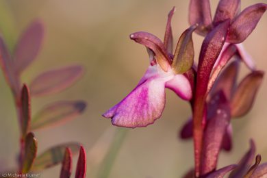 wildorchideen-auf-sardinien-20