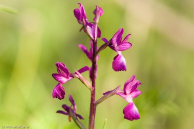 wildorchideen-auf-sardinien-21