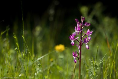 wildorchideen-auf-sardinien-22