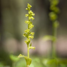 wildorchideen-auf-sardinien-23