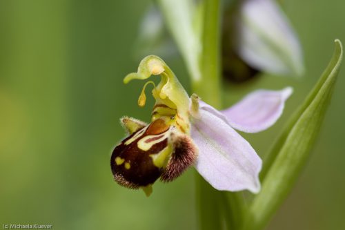 Bienen-Ragwurz