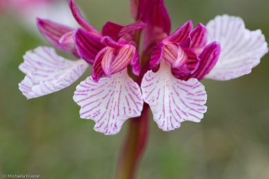 wildorchideen-auf-sardinien-25