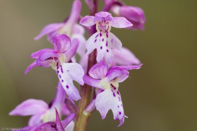 wildorchideen-auf-sardinien-26