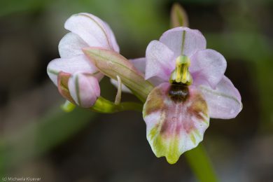 wildorchideen-auf-sardinien-28