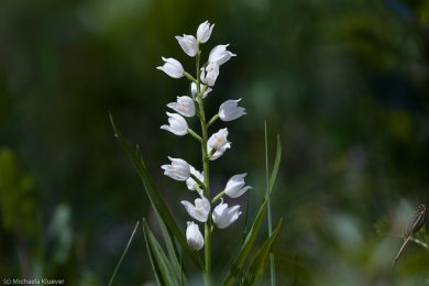 wildorchideen-auf-sardinien-3