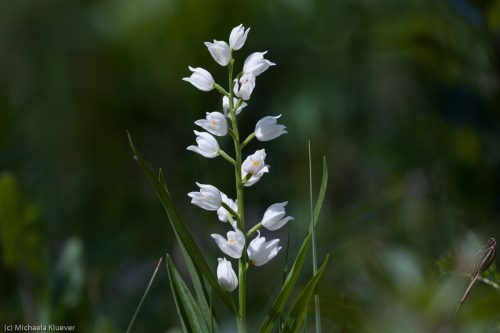 Langblättrige Waldvöglein