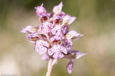wildorchideen-auf-sardinien-5