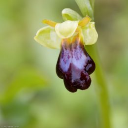 wildorchideen-auf-sardinien-7