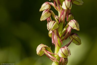 wildorchideen-auf-sardinien-8