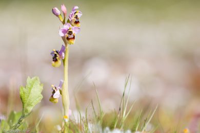 wildorchideen-auf-sardinien-9