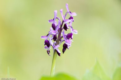 Orchideenfotografie und Bildgestaltung 7