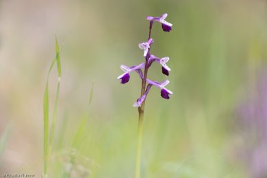 Orchideenfotografie und Bildgestaltung 3