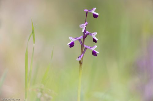 Orchideenfotografie und Bildgestaltung 3