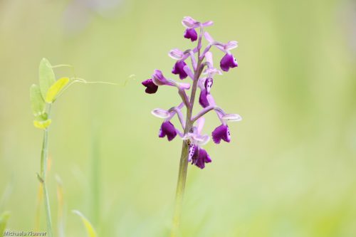 Orchideenfotografie und Bildgestaltung 5
