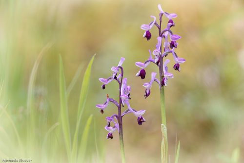 Orchideenfotografie und Bildgestaltung 6