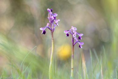 Orchideenfotografie und Bildgestaltung 4
