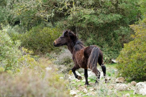 Wildpferd, Bewegung