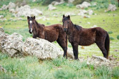 wildpferde-auf-der-giara_02n