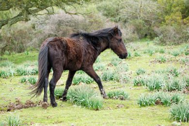 wildpferde-auf-der-giara_03n