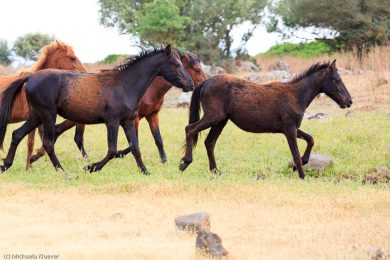 wildpferde-auf-der-giara_04