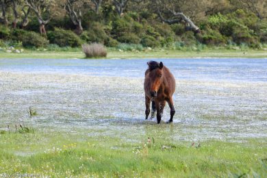 wildpferde-auf-der-giara_041
