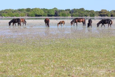 wildpferde-auf-der-giara_05