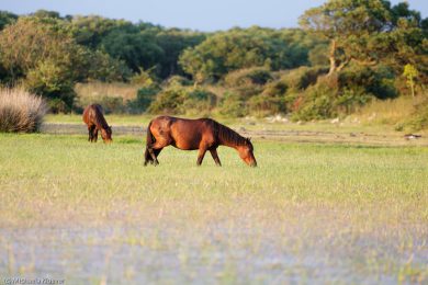 wildpferde-auf-der-giara_051