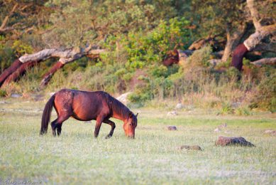 wildpferde-auf-der-giara_052