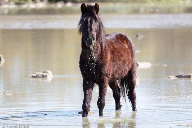 wildpferde-auf-der-giara_06