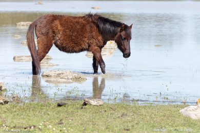 wildpferde-auf-der-giara_07