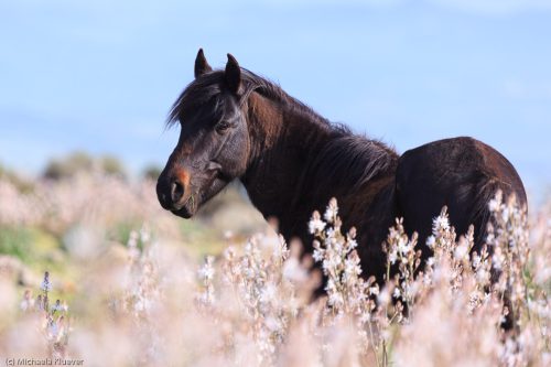 Wildpferd im Affodil