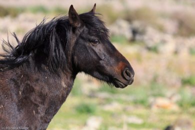 wildpferde-auf-der-giara_09