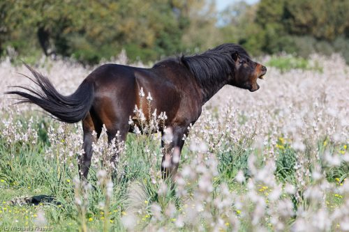 Wildpferd im Affodil