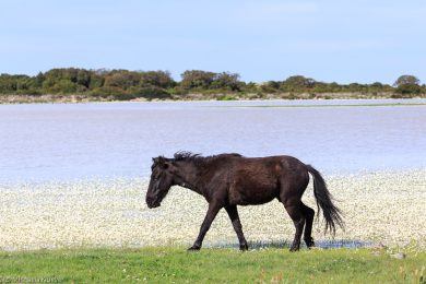 wildpferde-auf-der-giara_12