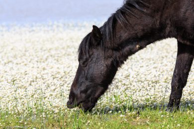 wildpferde-auf-der-giara_13