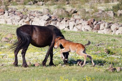 wildpferde-auf-der-giara_14