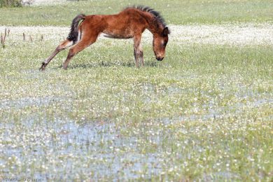 wildpferde-auf-der-giara_15