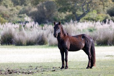 wildpferde-auf-der-giara_16